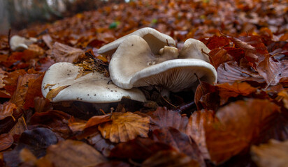 mushrooms in the beech forest in autumn