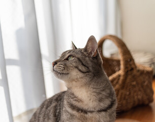 猫の眼差し　サバトラ猫