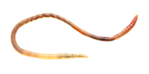 Earthworm on a white background.
