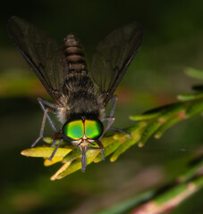 Close-up of a March fly with iridescent eyes 