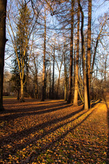 Naklejka premium sunlight illuminates the forest and forms long shadows