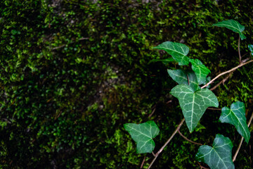 Ivy leaves on a mossy background