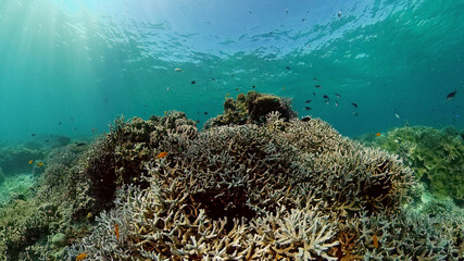 Fototapeta na wymiar The underwater world of coral reef with fishes at diving. Coral garden under water. Philippines.