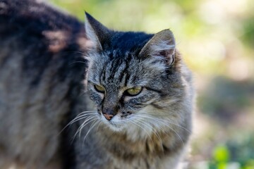 pet animal: portrait of alley cat