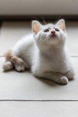 pet animal: portrait of alley kitten