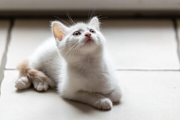 pet animal: portrait of alley kitten