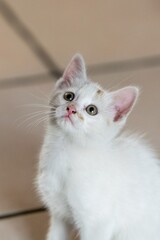 pet animal: portrait of alley kitten