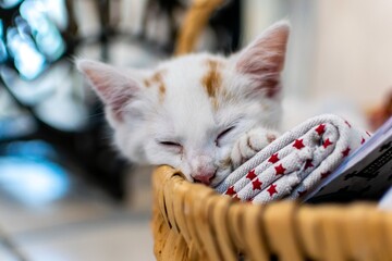 pet animal: portrait of alley kitten