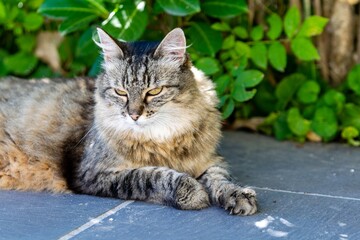 Fototapeta premium pet animal: portrait of alley cat