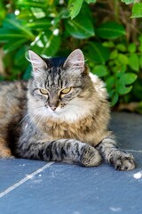 Naklejka na ściany i meble pet animal: portrait of alley cat