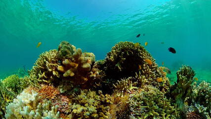 Tropical fishes and coral reef at diving. Underwater world with corals and tropical fishes. Philippines.