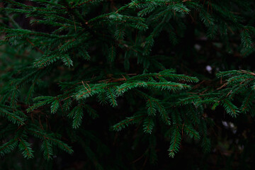 background of green fir branches
