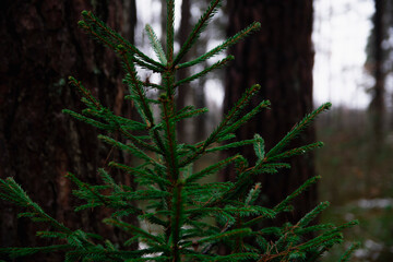 Obraz premium background of green fir branches