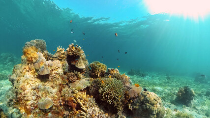 Fototapeta na wymiar Tropical fishes and coral reef at diving. Beautiful underwater world with corals and fish. Philippines.