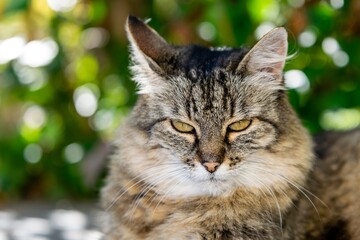 pet animal: portrait of alley cat