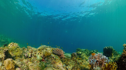 Naklejka na ściany i meble Tropical fishes and coral reef underwater. Hard and soft corals, underwater landscape. Philippines.