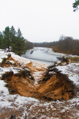 spring forest. snow melts in the pine forest. the beginning of March