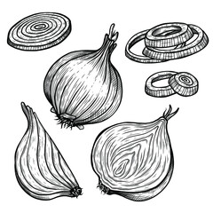 Vector sketch illustration of onion set drawing isolated on white. half, whole and cut rings. Engraved style. Ink. natural business. Vintage, retro object for menu, label, recipe, product packaging