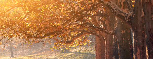 Autumn season colors and trees.