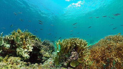 Naklejka na ściany i meble Underwater fish garden reef. Reef coral scene. Seascape under water. Philippines.