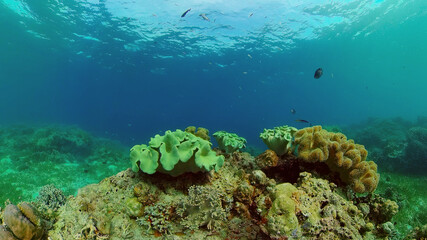 Fototapeta na wymiar Wonderful and beautiful underwater colorful fishes and corals in the tropical reef. Philippines.