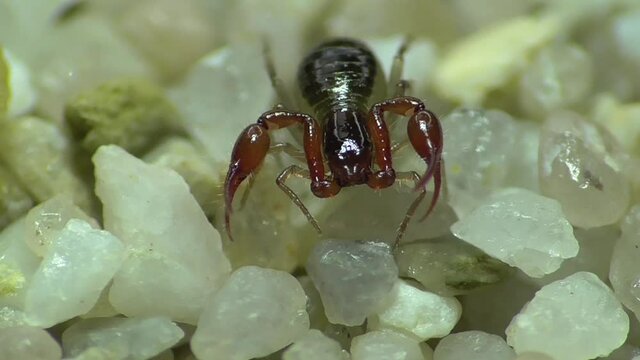 Moosskorpion (Pseudoskorpion)