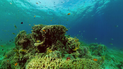 Naklejka na ściany i meble Beautiful underwater landscape with tropical fish and corals. Philippines.