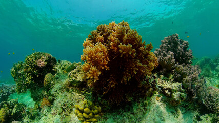 Naklejka na ściany i meble Tropical coral reef. Scene reef. Marine life sea world. Underwater fish reef marine. Philippines.