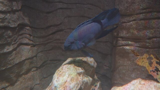 a protected eastern blue devil fish in a public aquarium at sydney, australia