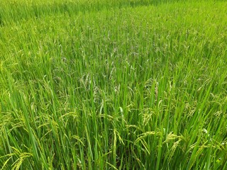 green rice field