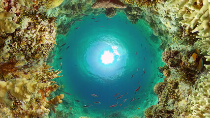 Tropical sea and coral reef. Underwater Fish and Coral Garden. Underwater sea fish. Tropical reef marine. Colourful underwater seascape. Philippines.