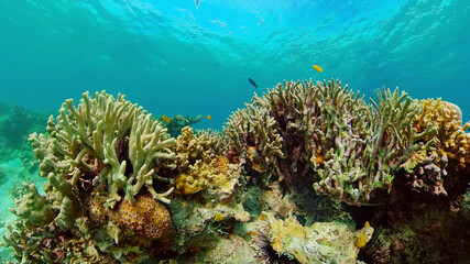 Naklejka na ściany i meble Underwater fish reef marine. Tropical colourful underwater seascape. Philippines.