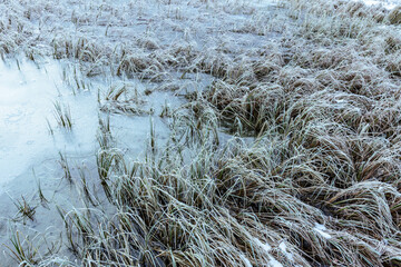 Gefrorenes Schilf am Bergsee
