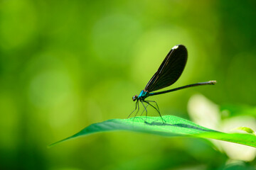 Fototapeta na wymiar Dragonfly,Damselfly, insect,animal close up