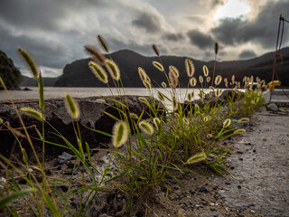 キラキラ猫じゃらし