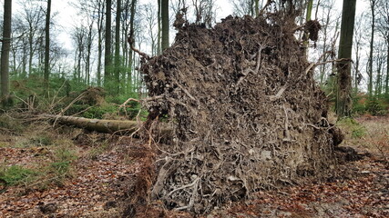 entwurzelter Nadelbaum im Wald