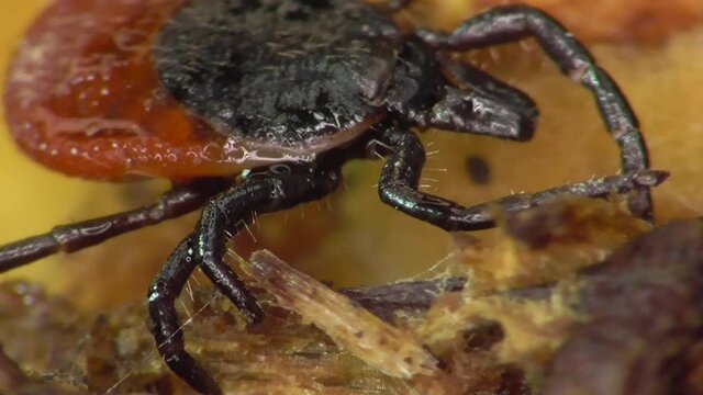Zecke am Waldboden in der Eifel