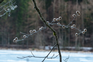 Zweige der Buche mit  Bucheckern und Eiskristallen im Winter in den Bergen