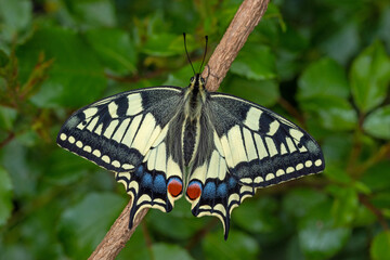 Obraz na płótnie Canvas Papilio machaon - Schwalbenschwanz, DE, NRW, e.ol. Köln-Chorweiler 2020/05/25 16:39:40