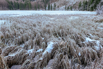 Schilf im Winter am Frillensee 
