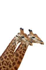 Naklejka premium The South African giraffe or Cape giraffe (Giraffa camelopardalis giraffa) two males on white background. Two male giraffe isolated with white background.