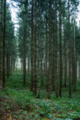 Fichtenwald in den bergen