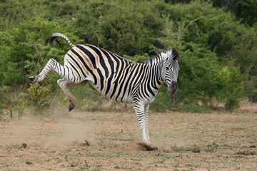 Fototapeta na wymiar The plains zebra (Equus quagga, formerly Equus burchellii), also the common zebra or Burchell's zebra, male kicking his hind legs. Zebras stallion in battle, with high hooves of hind legs.