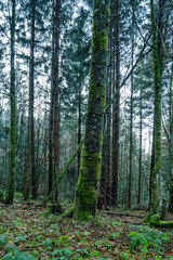 Fototapeta premium Fichtenwald in den bergen