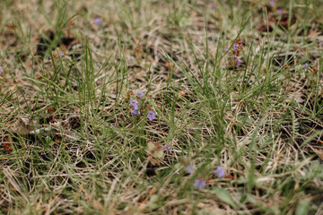 Green meadow with flowers, green grass
