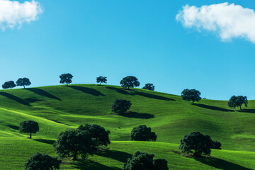 Fototapeta premium Small hill with scattered trees, a green ground, and a blue sky with two clouds.