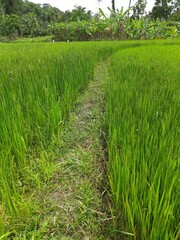 rice fields
