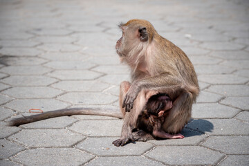 A Portrait of The Mother Monkey Feeding her Baby and showing emotions