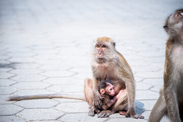 A Portrait of The Mother Monkey Feeding her Baby and showing emotions