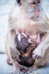 baby monkey in the mother monkey's heart

